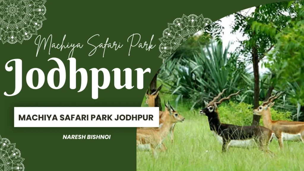 Machiya Safari Park Jodhpur